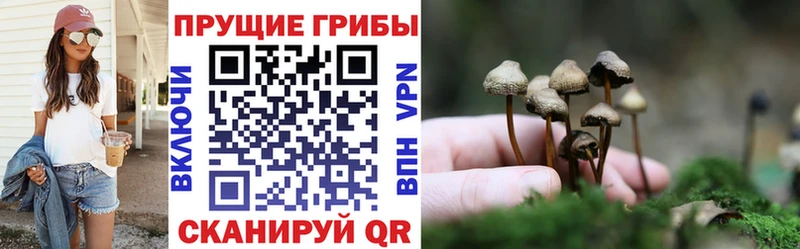 Купить закладки  Нязепетровск  Псилоцибиновые грибы Cubensis 